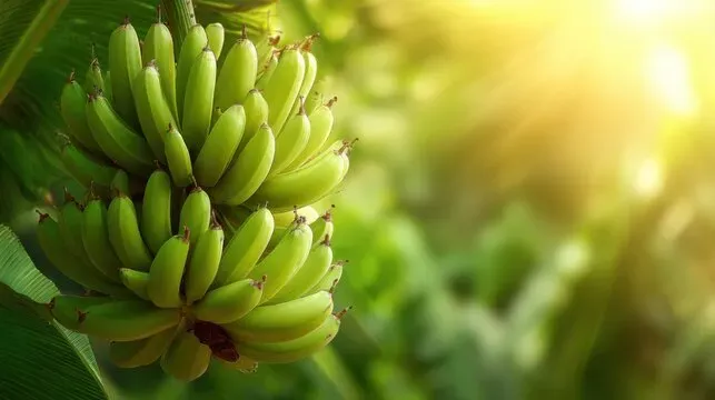 Banan